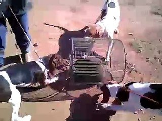 Walker Coon Hounds treeing a caged coon