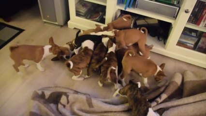 What it's like to live with 16 Basenji puppies