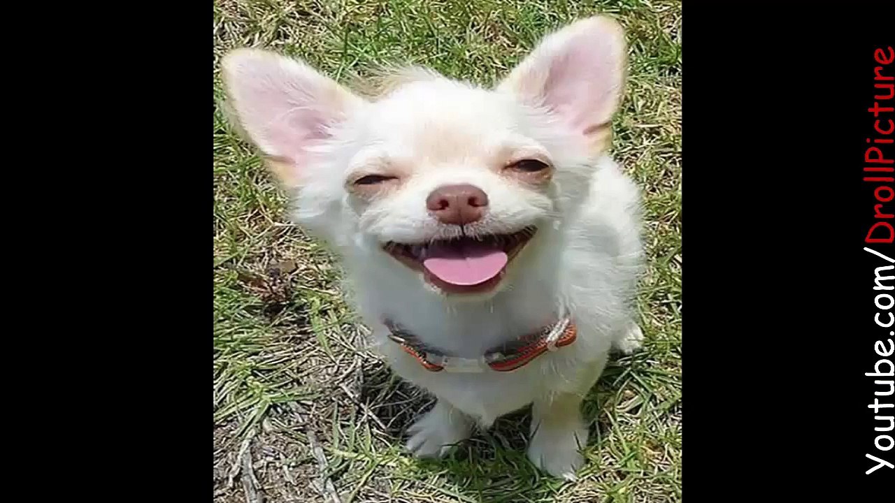 TOP 30 FUNNY DOG FACES - Hilarious and cute dog compilation - video ...