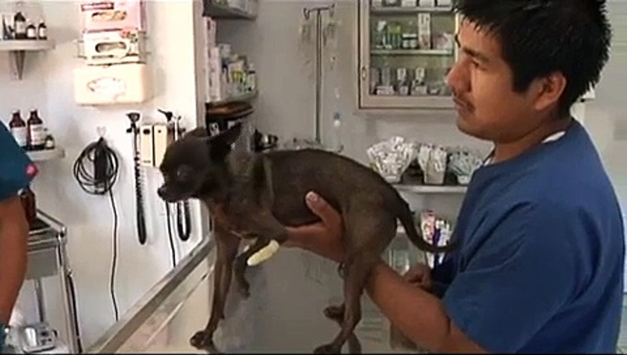 Fracturas en los perros