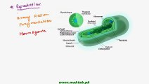 FSc Biology Book1, CH 6, LEC 13; Cyanobacteria and Its Importance