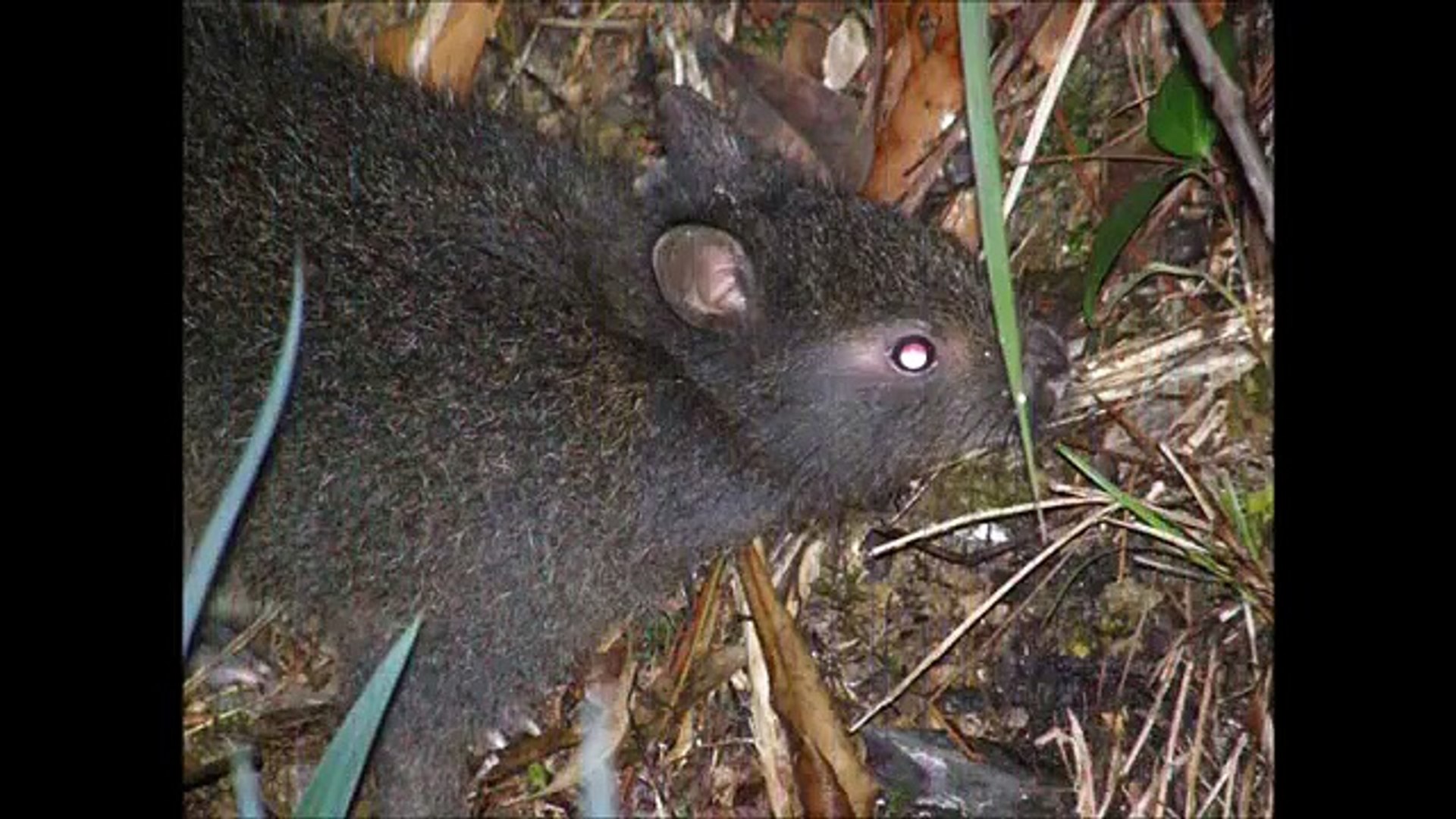 Mammals of the World: Amami Rabbit