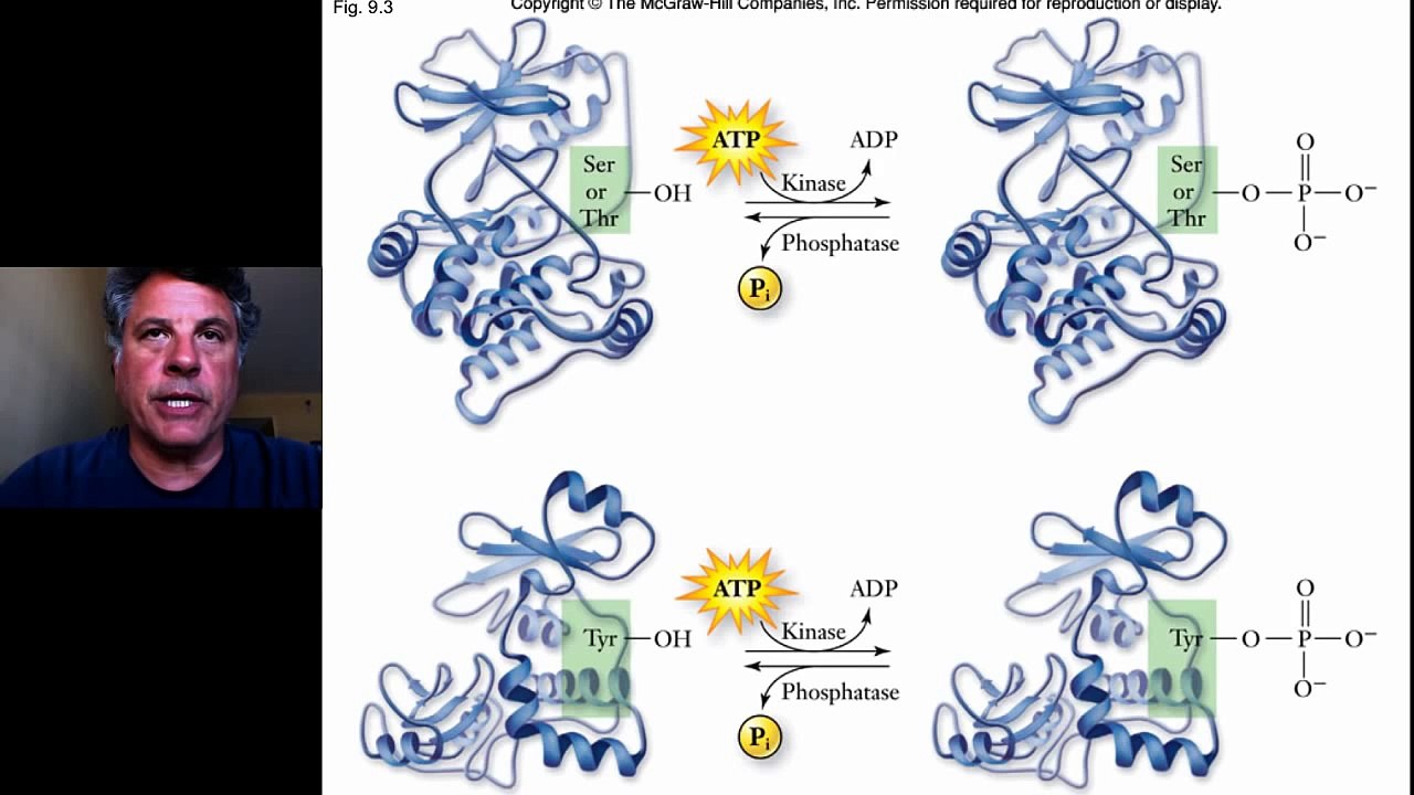 7.2.1 - Introduction to Cell Signaling/Communication