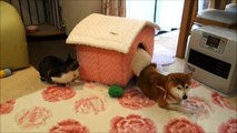 飛び出す柴犬いちご　Shiba Inu and Cat