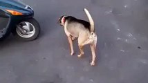Funny Video Dog Trying to Ride Motorbike