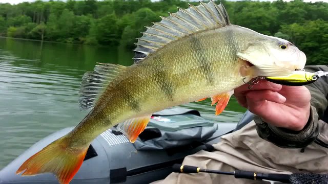 Matériel de pêche : le sondeur ( lowrance elite 4X hdi ) - Gopro HD