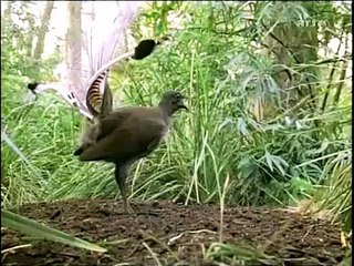 Vogel macht Kettensäge nach - täuschend echt - australischer Leierschwanz