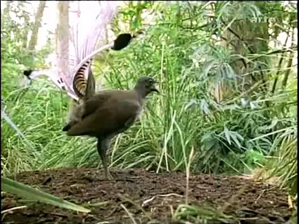 Vogel macht Kettensäge nach - täuschend echt - australischer Leierschwanz
