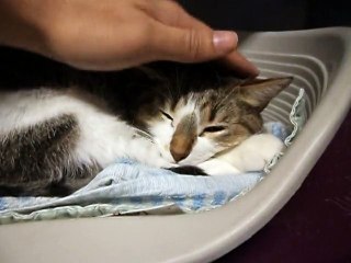 Wallie hyper détendue