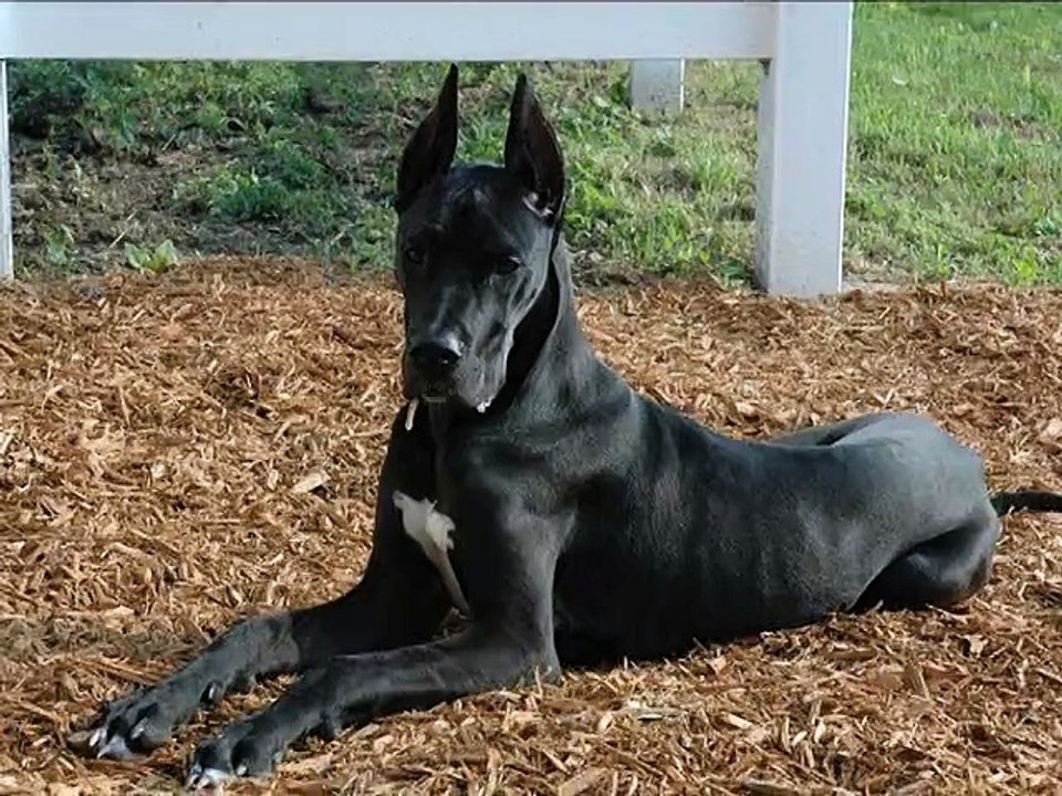 Great Dane