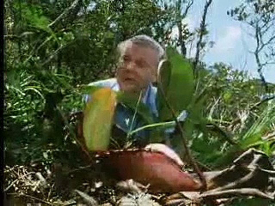 Carnivorous plants by David Attenborough