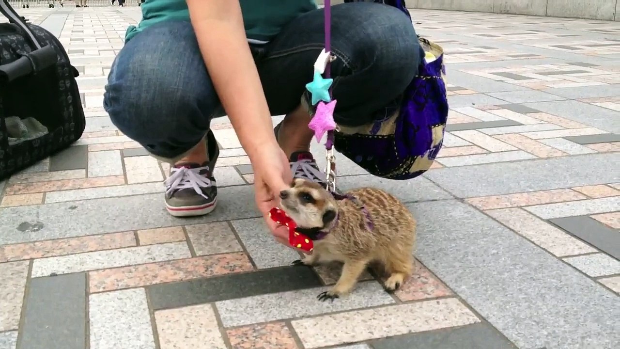 Meerkat in the Middle of Tokyo [iPhone 4S/HD]