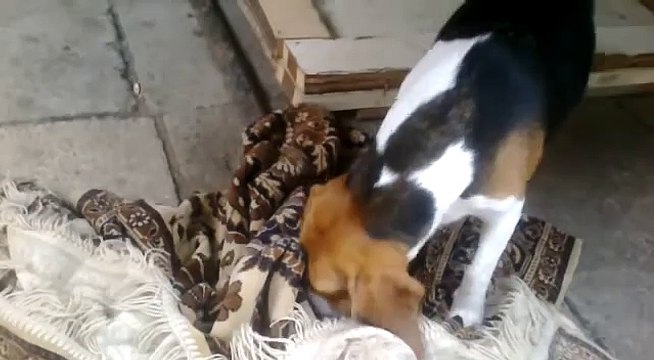kutya viselkedese szules elott (the dog before giving birth)