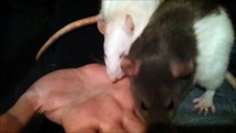 Pet rats 03 - Angry rats eating an alive human