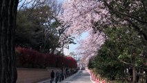Cherry Blossoms viewing in Tokyo, Sakura in Japan