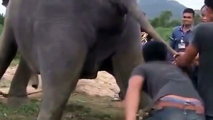 Elephant Delivery Baby Elephant Give Birth To Baby Animals 2015