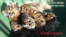 Oise : des petits tigres au Parc des Grands Félins