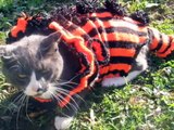 KRINKLE BEARCAT - built in storage - cats in sweaters