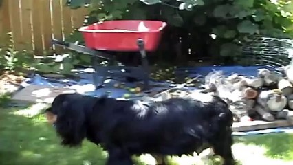 Cavalier King Charles Spaniel Dog Giving Birth