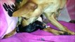 Miniature Pinscher Dog Breed Gives Birth