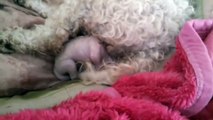 Bichon frise dog breed giving birth