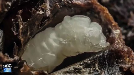 Birth And Development Of Bees in 60 Seconds