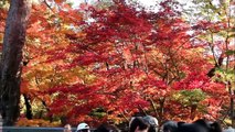 Autumn Leaves in the Eikando Temple, Kyoto, Japan 　【HD】