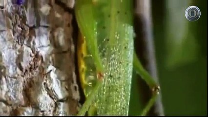 Bichos Duelo Selvagem - Assasinos Mutantes