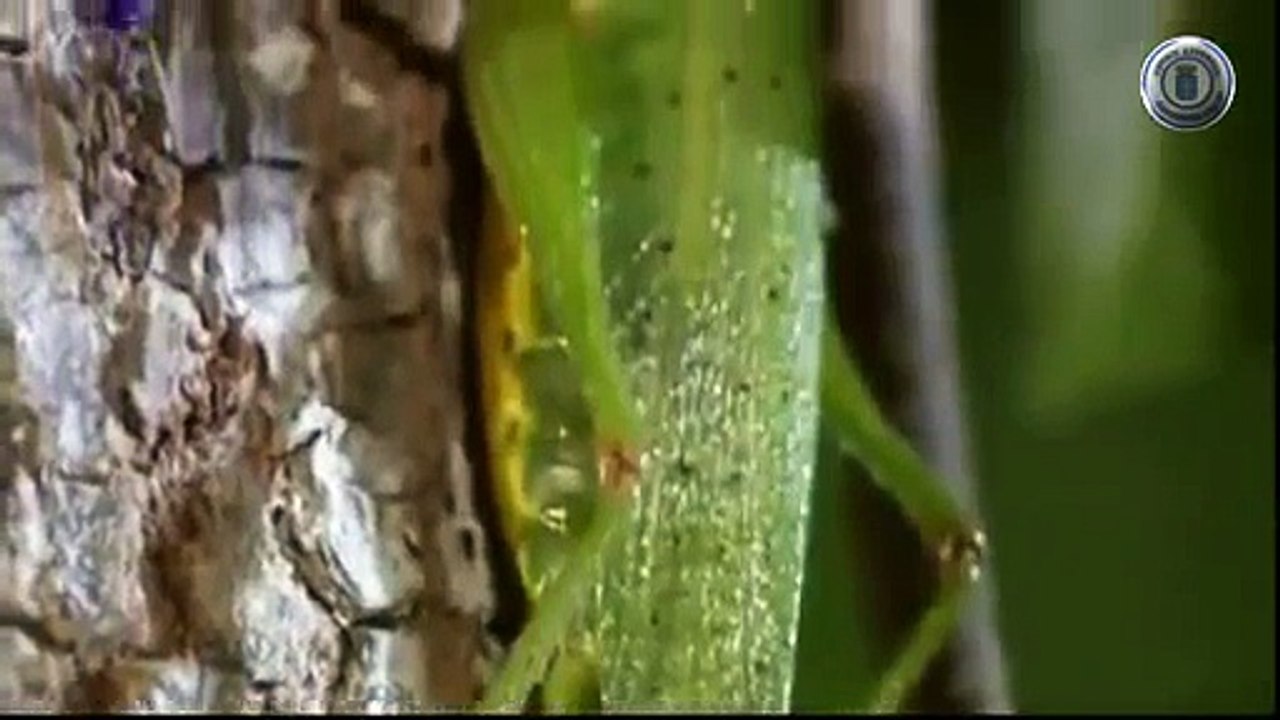 Bichos Duelo Selvagem - Assasinos Mutantes