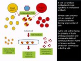 Monoclonal antibody production using Hybridoma Technology