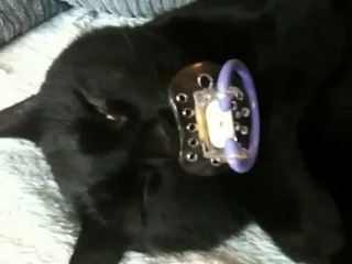 Kofi the cat sleeping with a pacifer (Dummy). Cozy lullaby for kids (Blinka lilla stjärna)