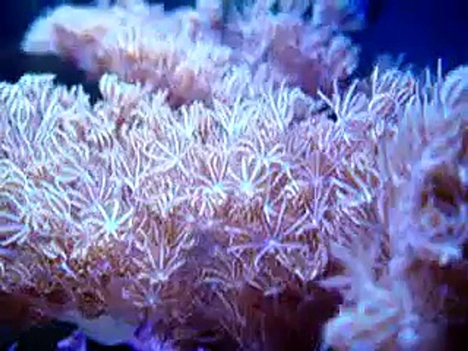 Xenia Pulsing