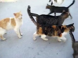 ΓΑΤΕΣ ΚΡΗΤΗΝΙΑΣ - CATS OF KRITINIA