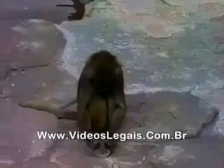 This monkey scared when see his face in mirror