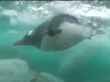 Penguins and Seals swimming underwater in Antarctica