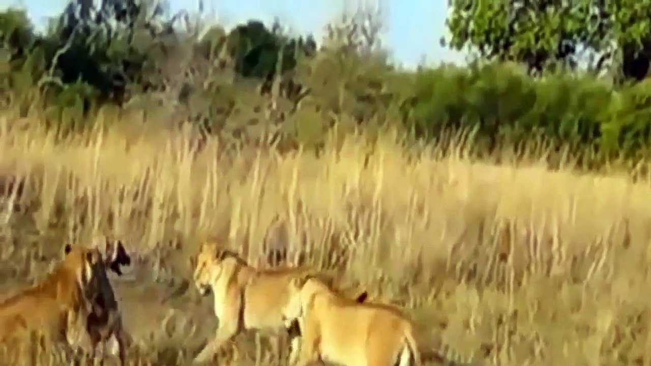 Documental de Leones - Hienas, Búfalos - Encuentros Feroces