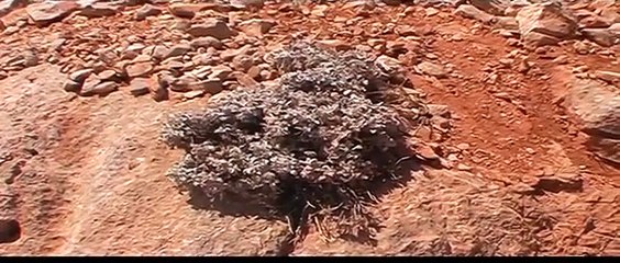 Nemrut Dagi, Turkey 4