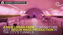 Farmers Are Using London's Abandoned Underground Tunnels To Grow Vegetables