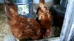 Hens eating mealworms with nosy Shih Tzu