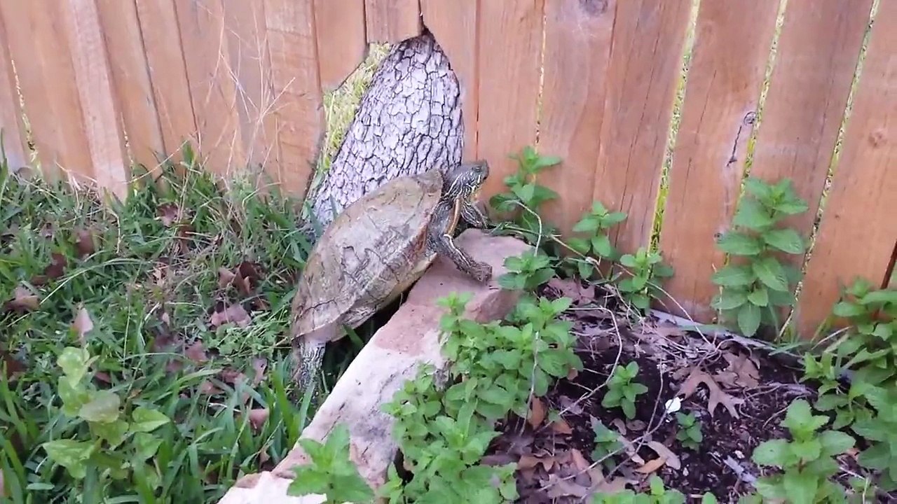 turtle fighting gravity, turtle vs gravity