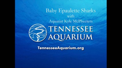 Baby Epaulette Sharks at the Tennessee Aquarium