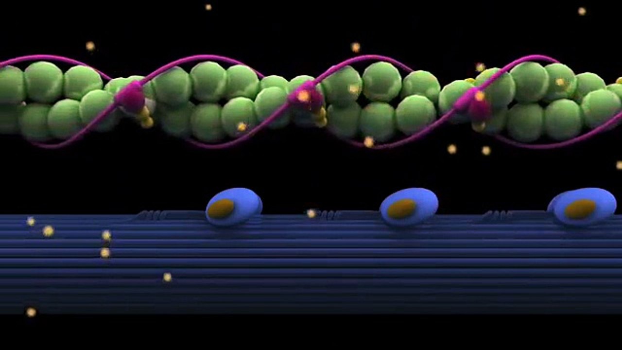 ¿Qué es el Rigor Mortis de la carne y cómo se produce? [EN]