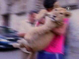 Из жилого дома в секторе Газа забрали львят