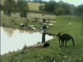 Kangaroo kicks man into water