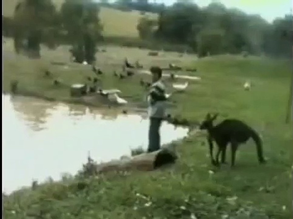 Kangaroo kicks man into water