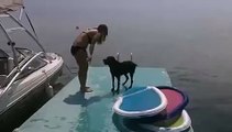 kleiner Hund beim Spielen im Wasser