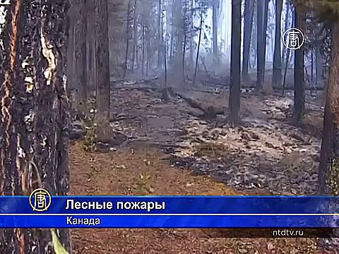 В Канаде 13 000 человек эвакуировали из-за лесных пожаров