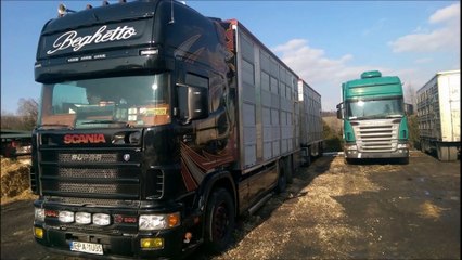 TRUCK FLEET VIDEOS POLISH LIVESTOCK