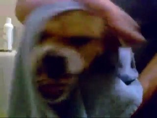 Evil Chihuahua HATES bath time (As seen on TV!)