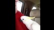So cute parrot playing Peekaboo
